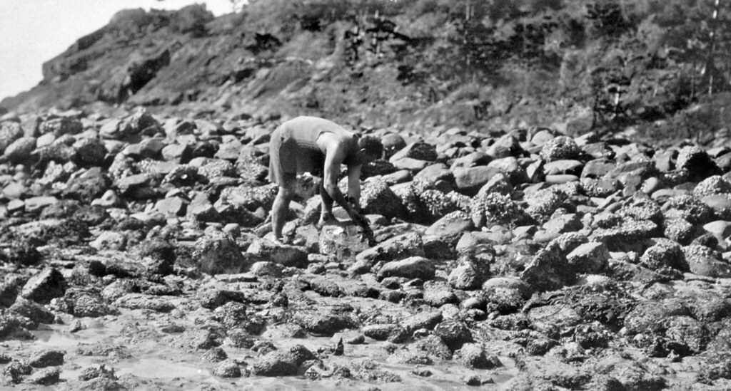 Mr Hastings Deering gathering oysters, Carlisle Island, c 1931 — related to Alternative treatment